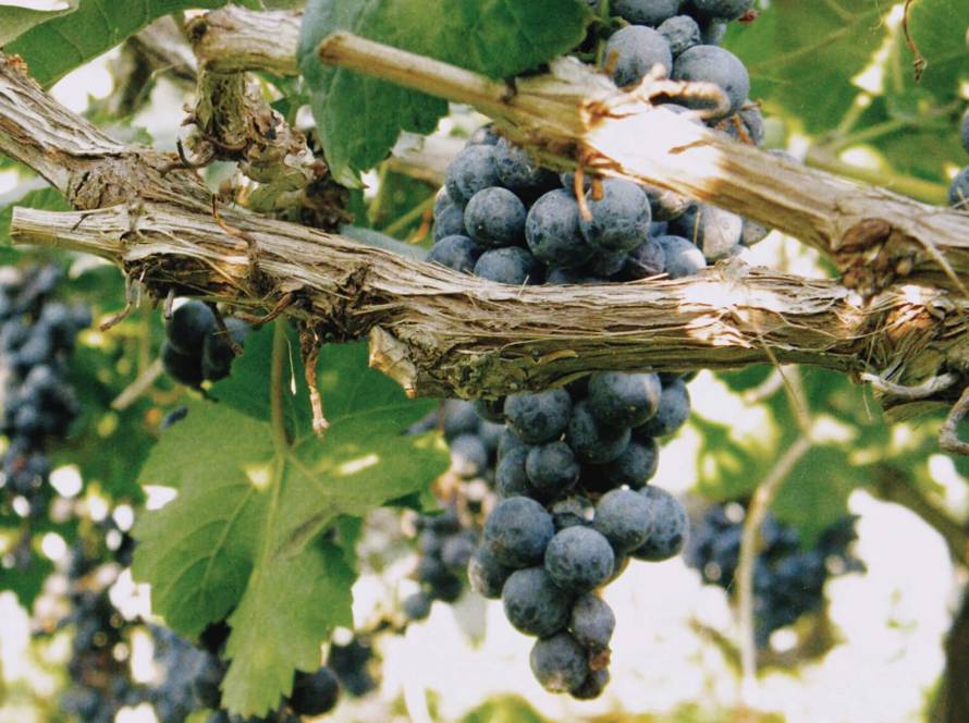 Vineyards