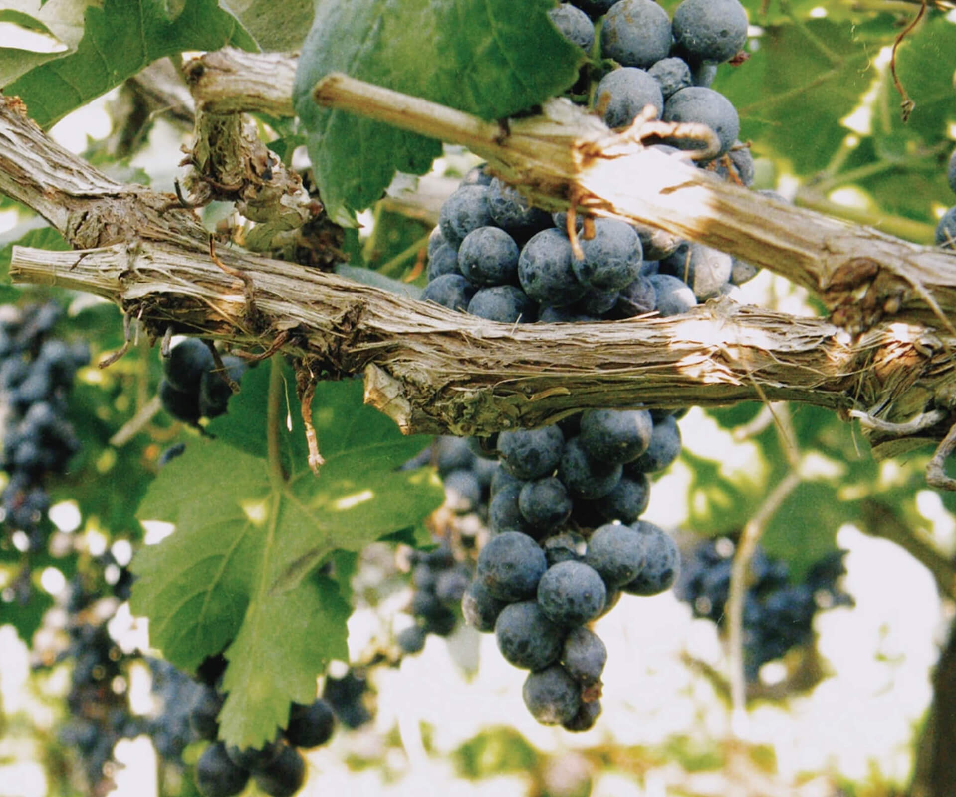 SANGIOVESE