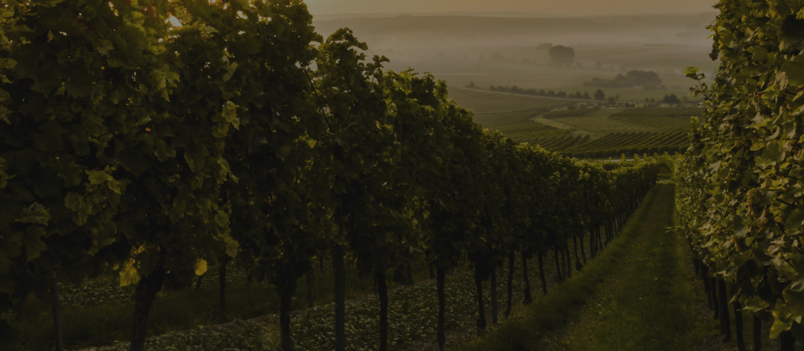 Vineyards