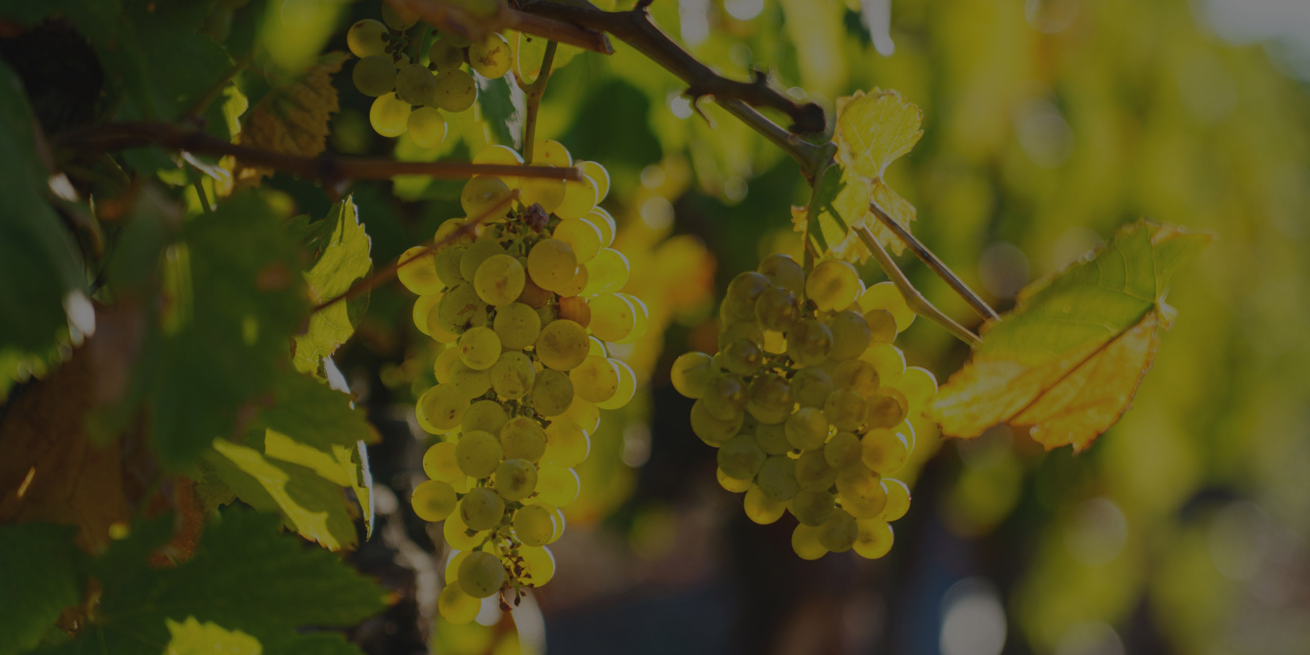 Vineyards