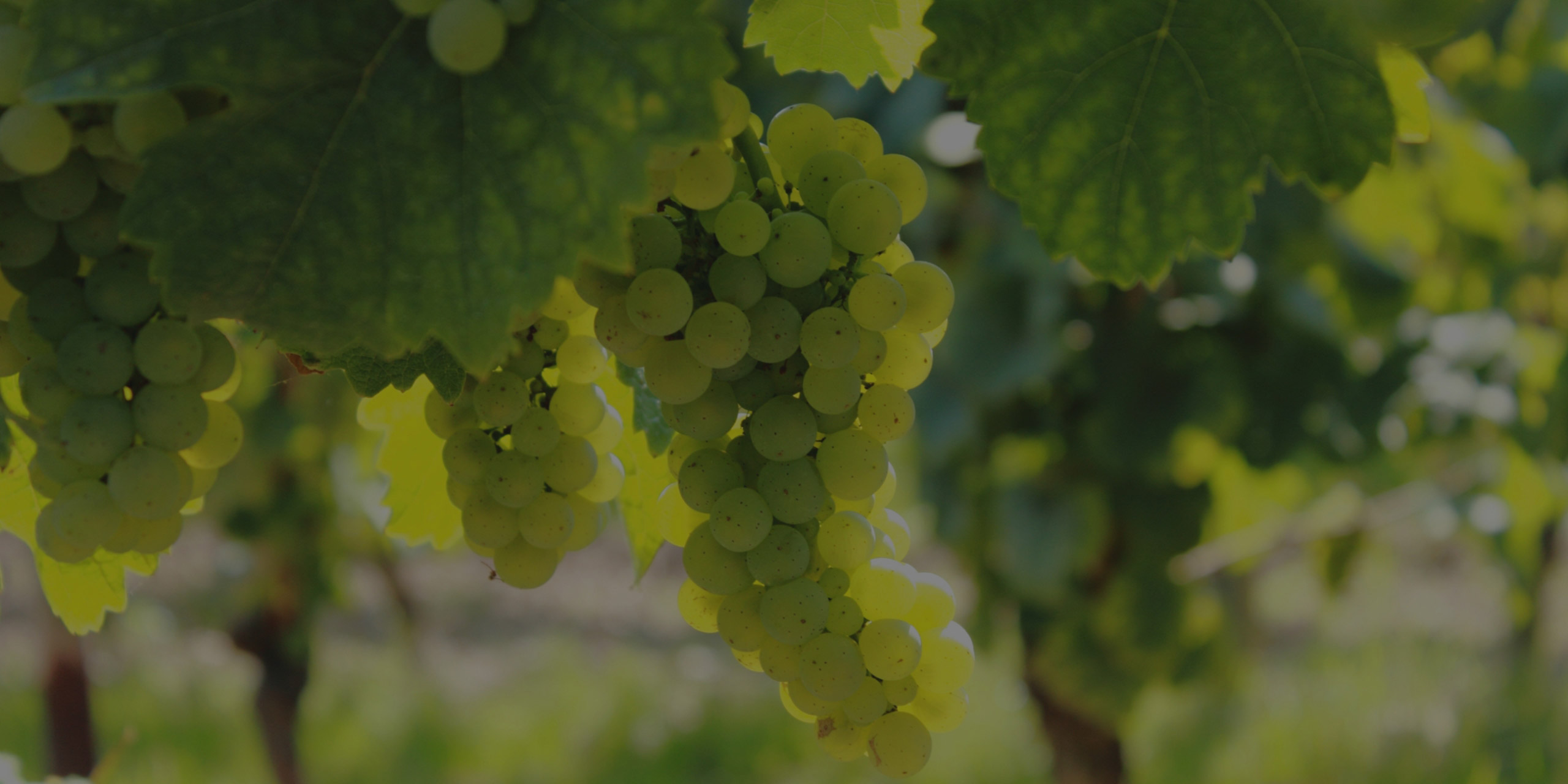Vineyards