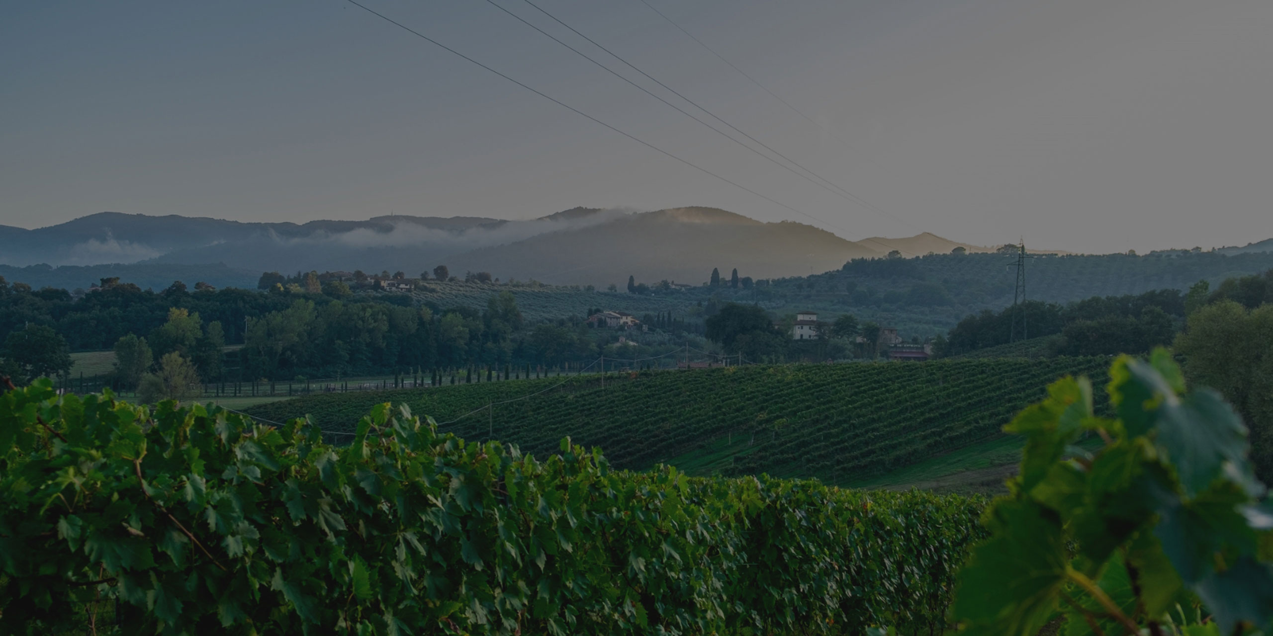 Vineyards