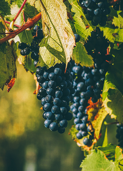 Vineyards