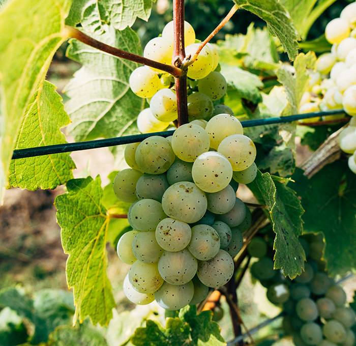 Vineyards