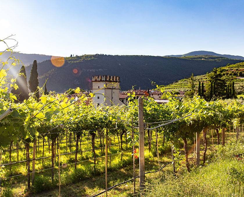 Vineyards